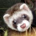 Ferret.jpg